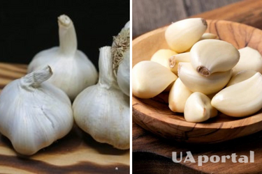 What to do with garlic before planting to give a good harvest