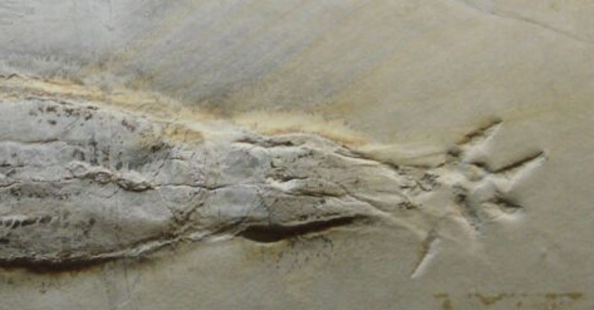 Окаменелость кальмара-вампира с добычей обнаружили в Люксембурге: жил на Земле 180 млн лет назад (фото)