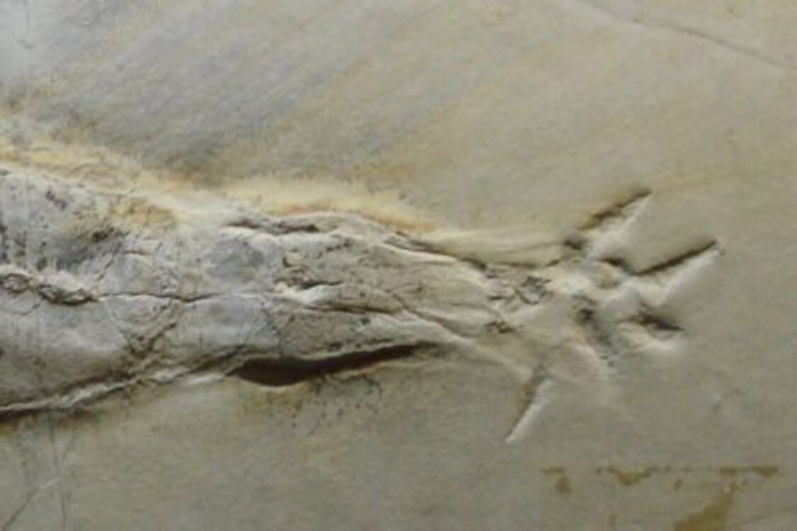 Skamielina kałamarnicy wampirzej ze zdobyczą znaleziona w Luksemburgu: żyła na Ziemi 180 milionów lat temu (zdjęcie)