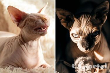 Стоит ли заводить 'лысого кота': плюсы и минусы породы сфинкс