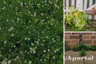 Мило, сіль чи газети: експерти назвали найдешевші дієві засоби проти бур'янів