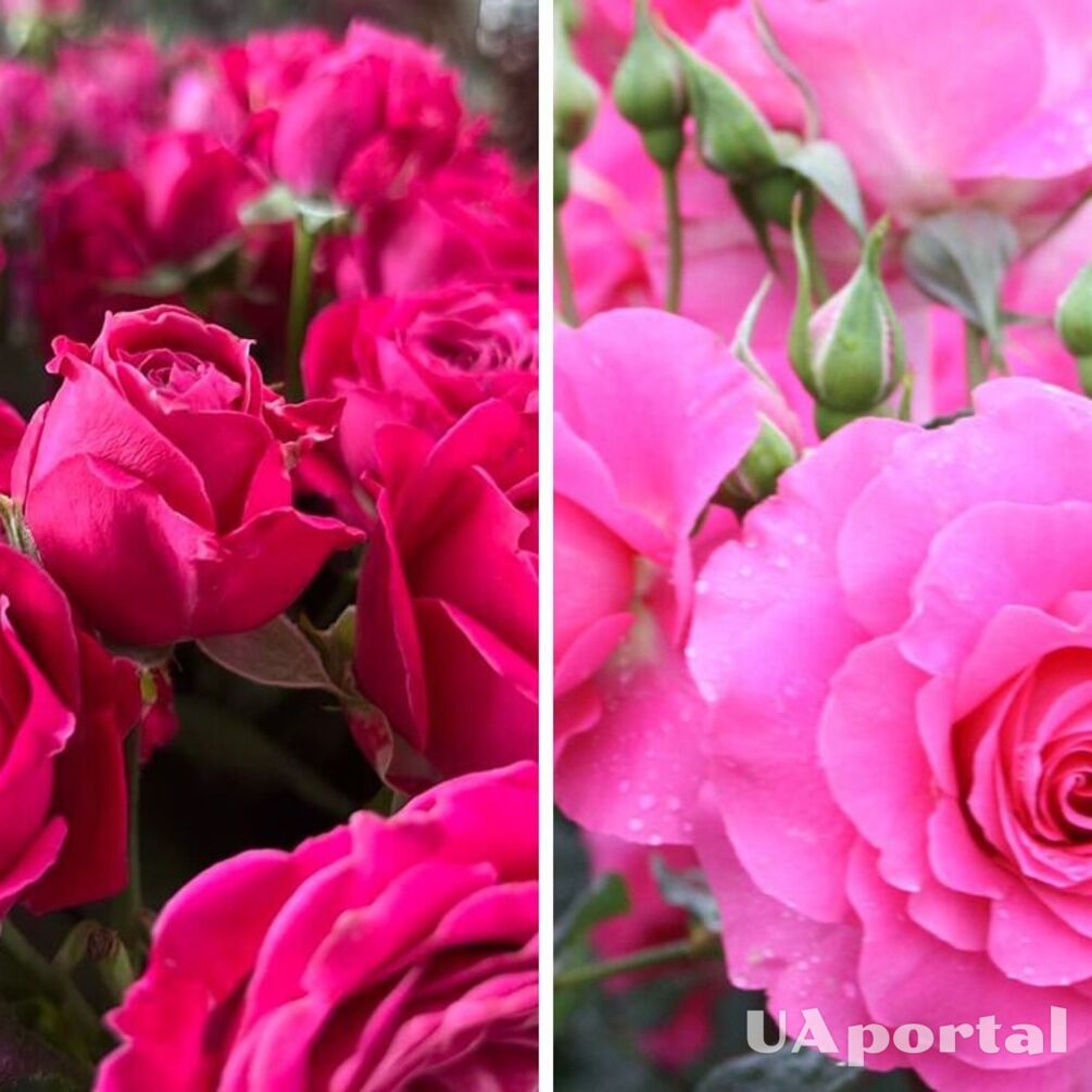 How to prolong rose bloom: effective methods from gardeners