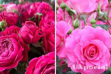 Jak przedłużyć kwitnienie róży: skuteczne metody ogrodników