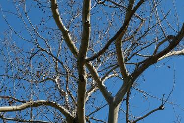 Догляд за плодовими культурами