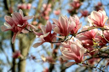 Де розпочати квітковий туризм в Україні у 2024 році: найароматніші локації для відпочинку та вражень