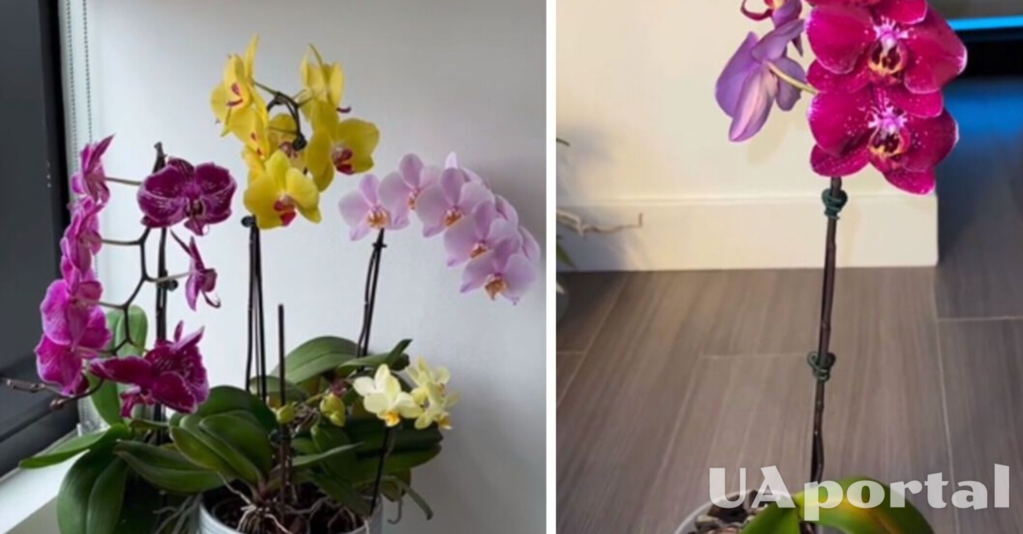 Фахівці показали, як змусити орхідею цвісти вдвічі швидше