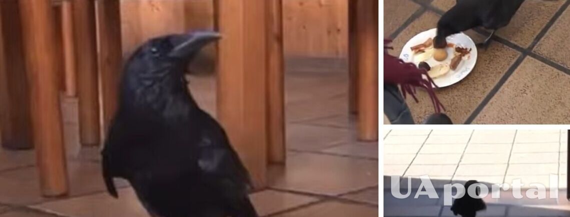 A crow in Spain has daily breakfast in a hotel cafe and greets visitors with the word 'hello' (video)