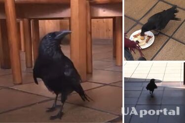 A crow in Spain has daily breakfast in a hotel cafe and greets visitors with the word 'hello' (video)