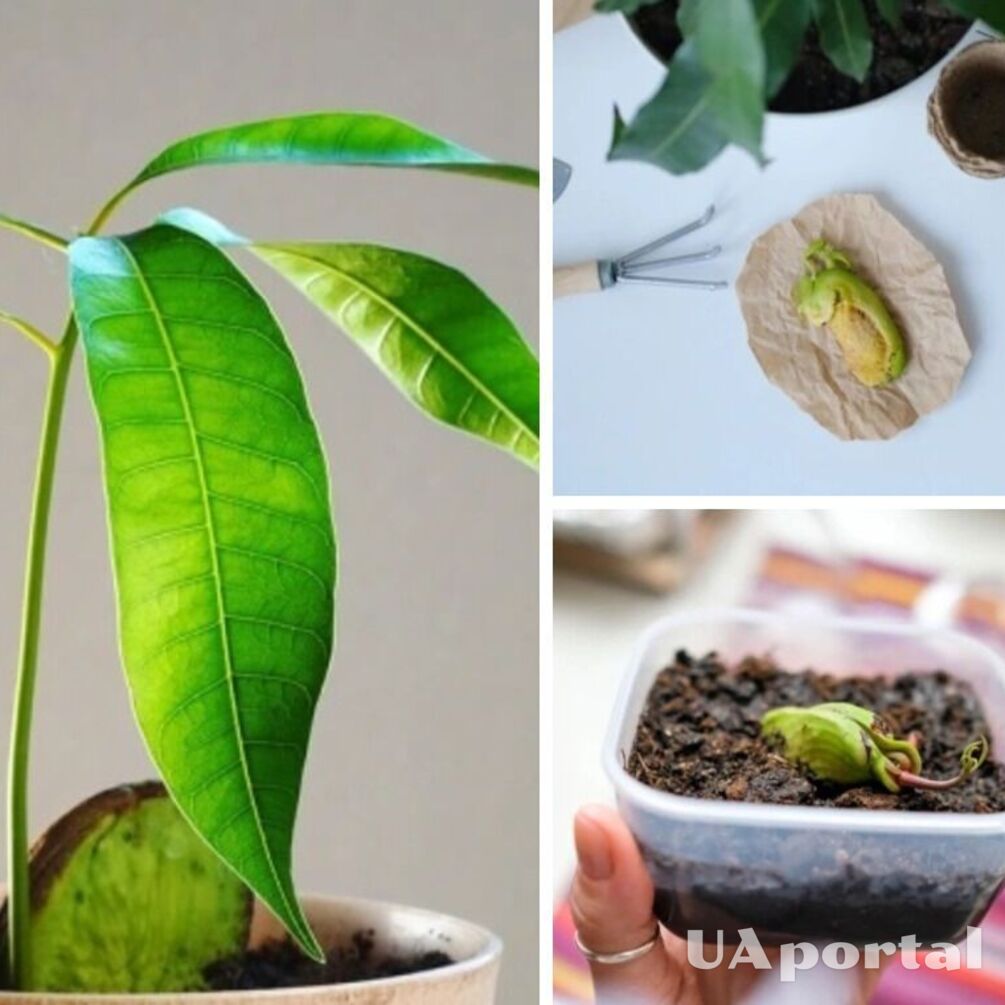 How to grow a mango from a stone without much effort: step-by-step instructions with video