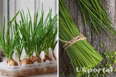 How to grow onions at home to have lots of greens
