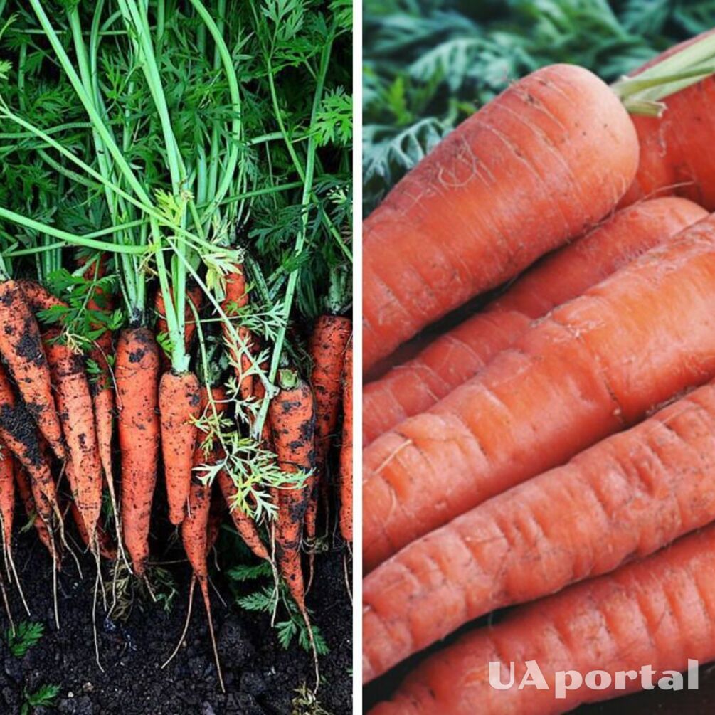 How to plant carrots properly: gardeners share the main secrets of a rich harvest