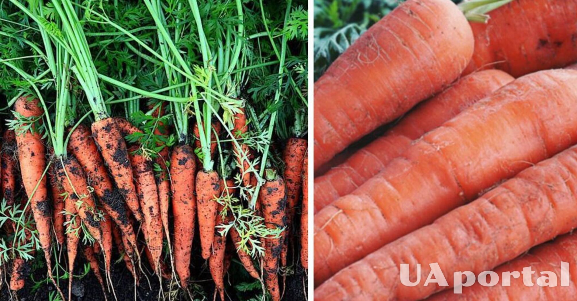How to plant carrots properly: gardeners share the main secrets of a rich harvest
