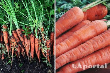 How and when to plant carrots in the open field
