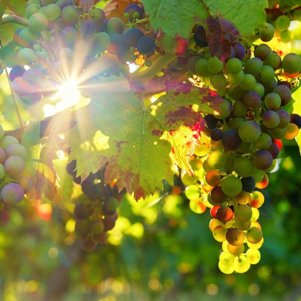 Секреты здорового винограда: чем нужно обработать растение от вредителей и заболеваний весной