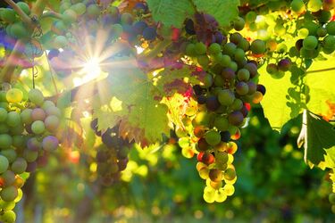 Секреты здорового винограда: чем нужно обработать растение от вредителей и заболеваний весной