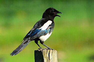 Scientists warn that human activity can lead to the complete extinction of magpies