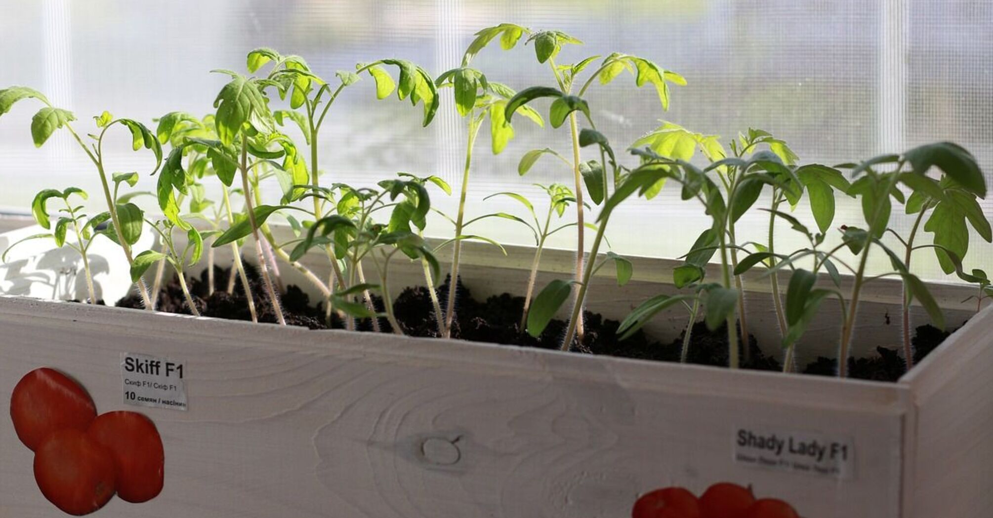 Як правильно поливати розсаду помідорів, щоб вона росла здоровою