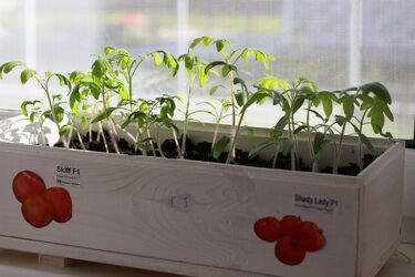 Як правильно поливати розсаду помідорів, щоб вона росла здоровою