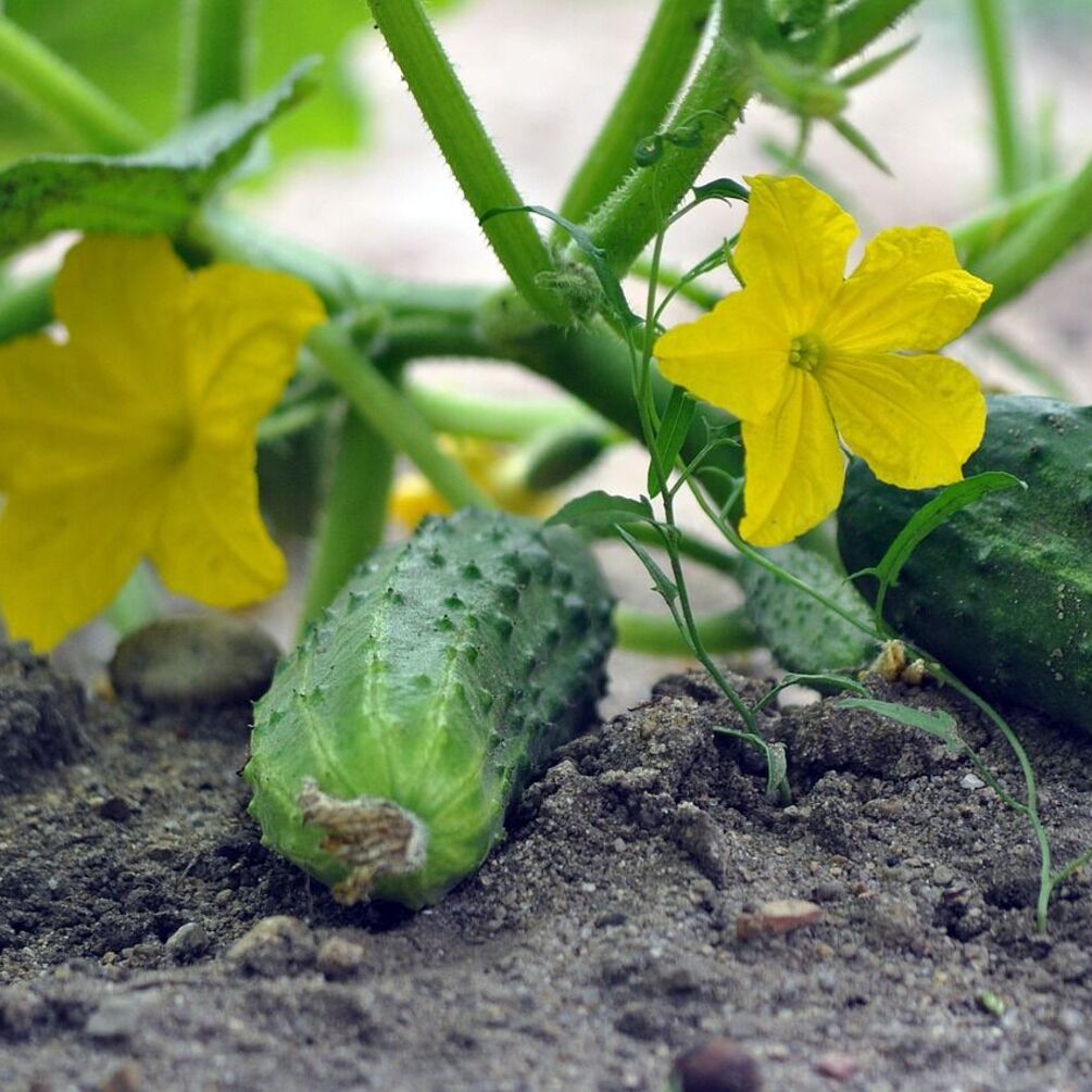 Як виростити огірки якомога раніше: допоможе хитрий спосіб