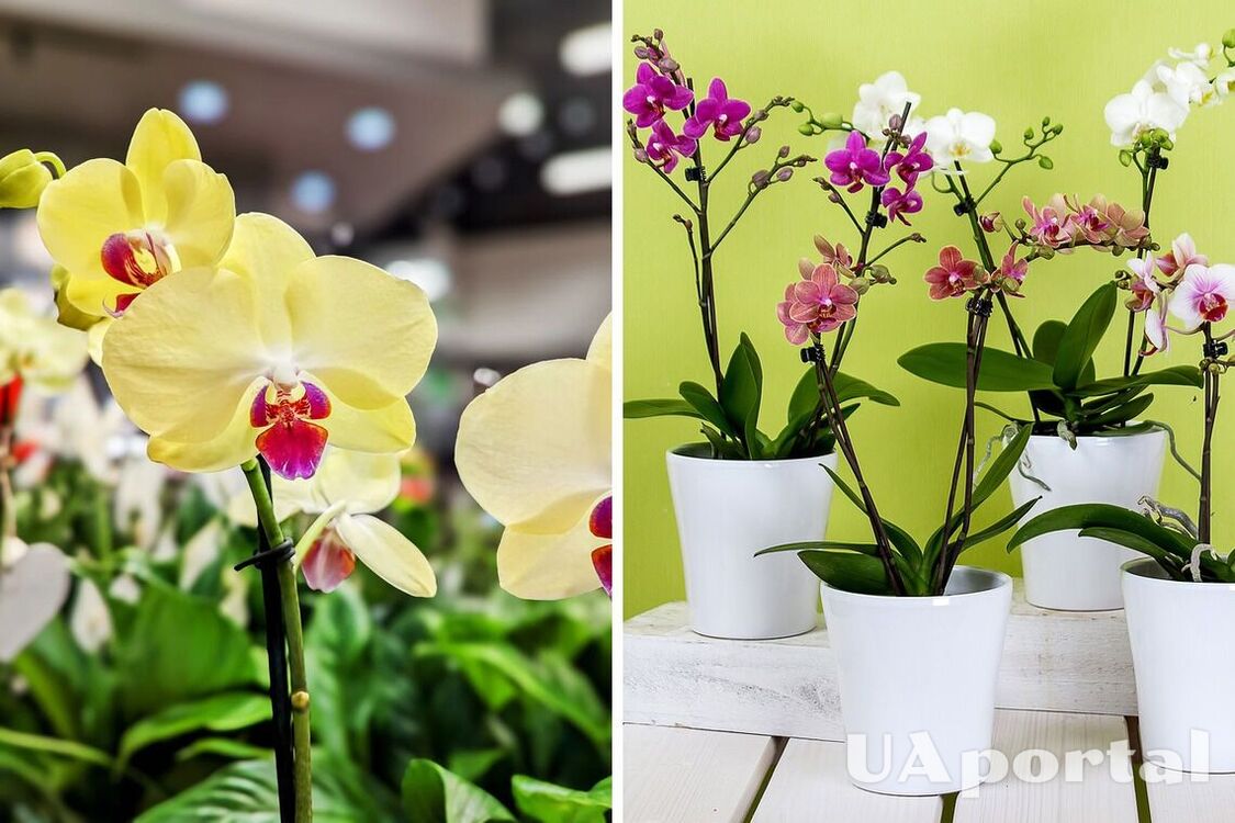Experts named four basic rules for orchid care: how to make the plant bloom again