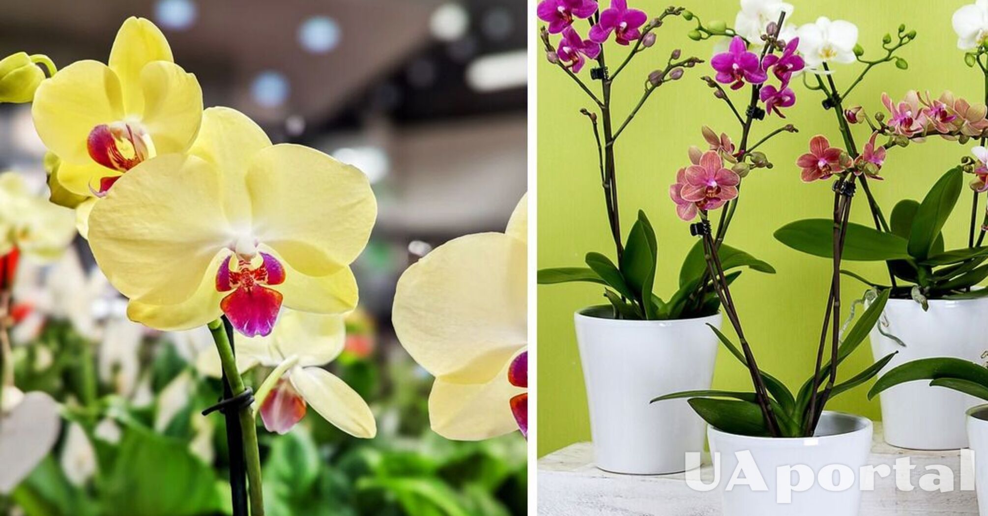 Experts named four basic rules for orchid care: how to make the plant bloom again