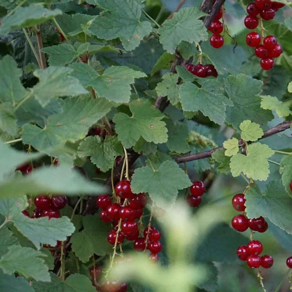 How to maintain currant health and fertility through pruning