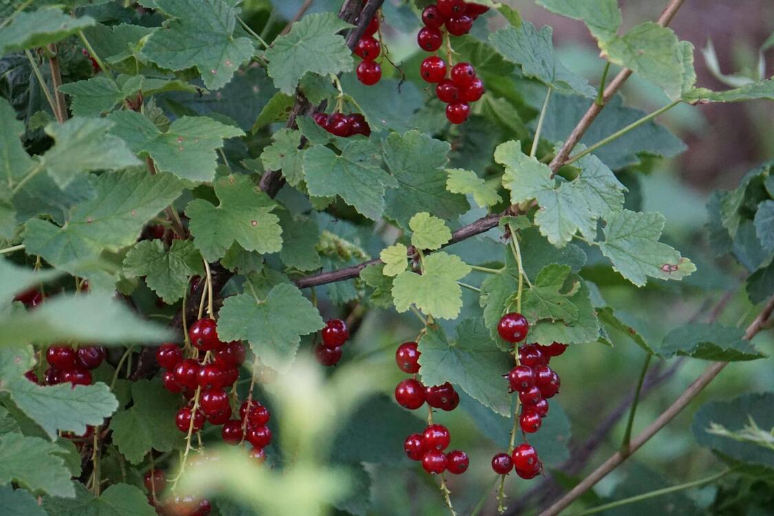 Обрізка смородини: як зберегти здоров'я та плодоносність рослин