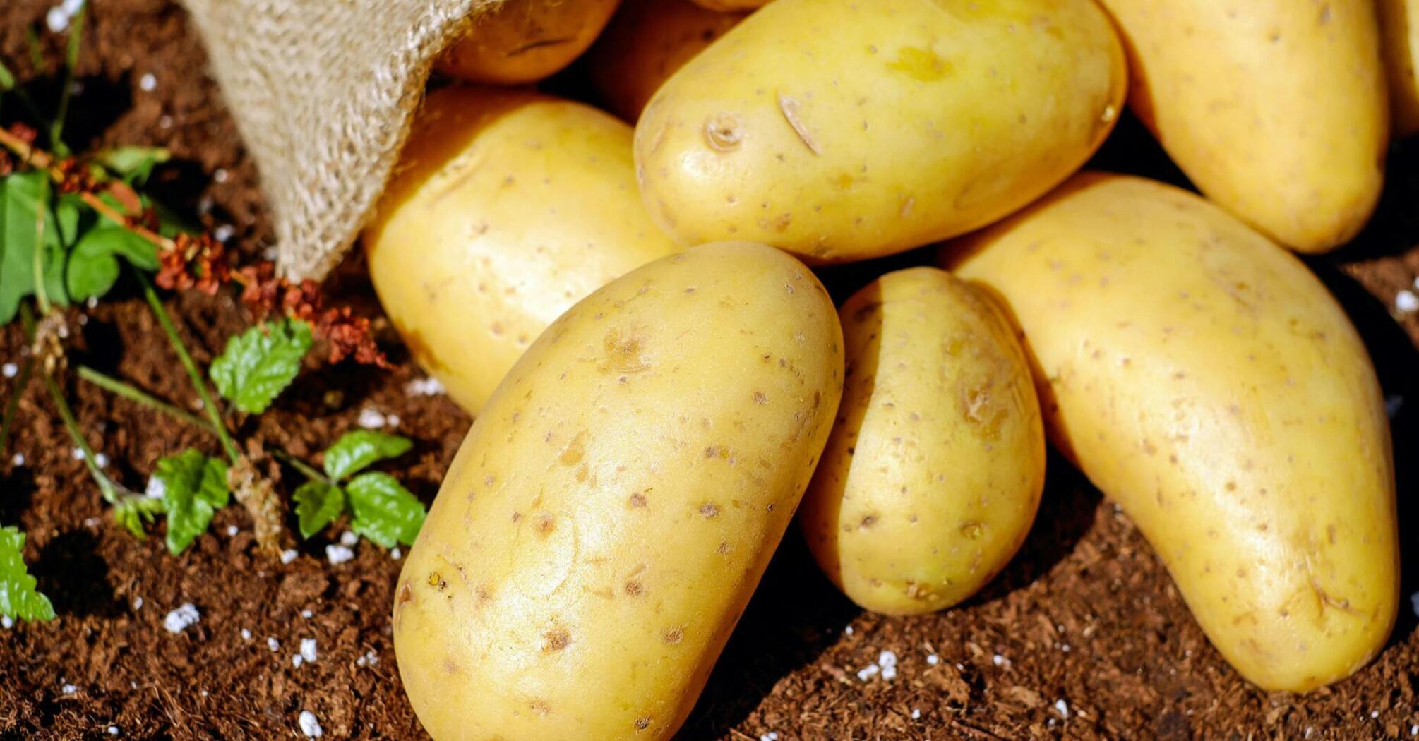 Особливості сівозміни: чого уникати після вирощування картоплі