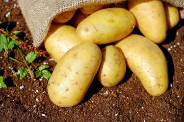 Recommendations for crop rotation in the garden