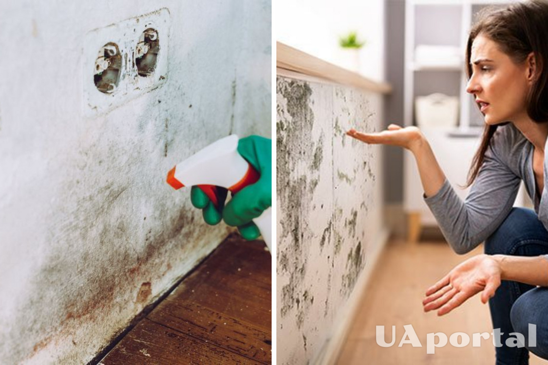 Will be gone in a flash: how to get rid of mold in the house