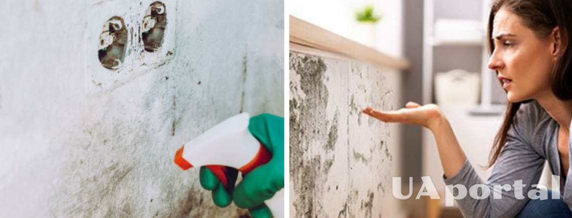 Will be gone in a flash: how to get rid of mold in the house