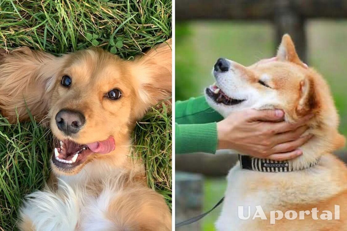 Какие породы собак считают самыми счастливыми
