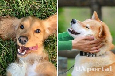 Які породи собак найменше сумують