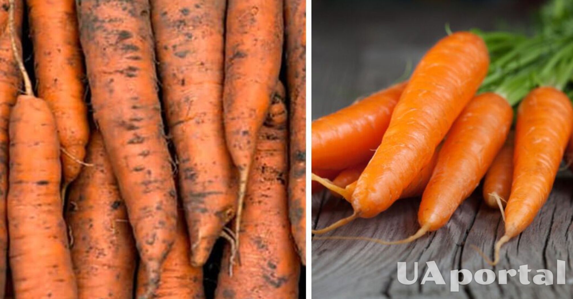 How not to store carrots so that they do not lose their firmness