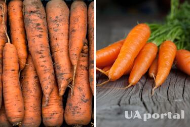 How to store carrots properly so that they do not spoil