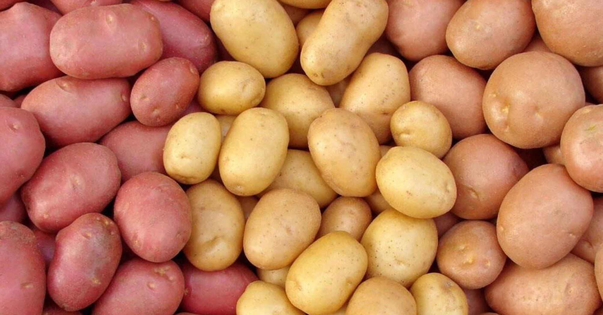 Какой сорт картофеля дает самый большой урожай
