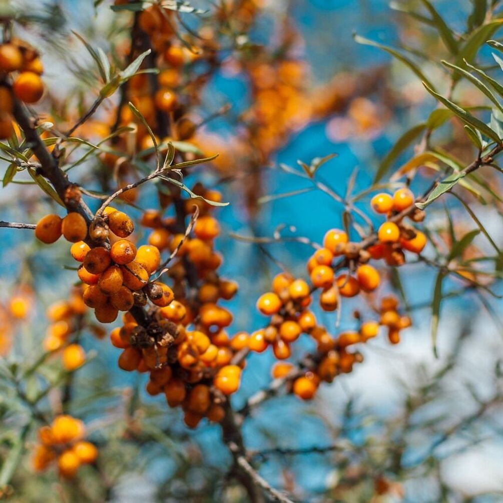 Can fight diabetes and obesity: scientists have revealed the unique properties of sea buckthorn