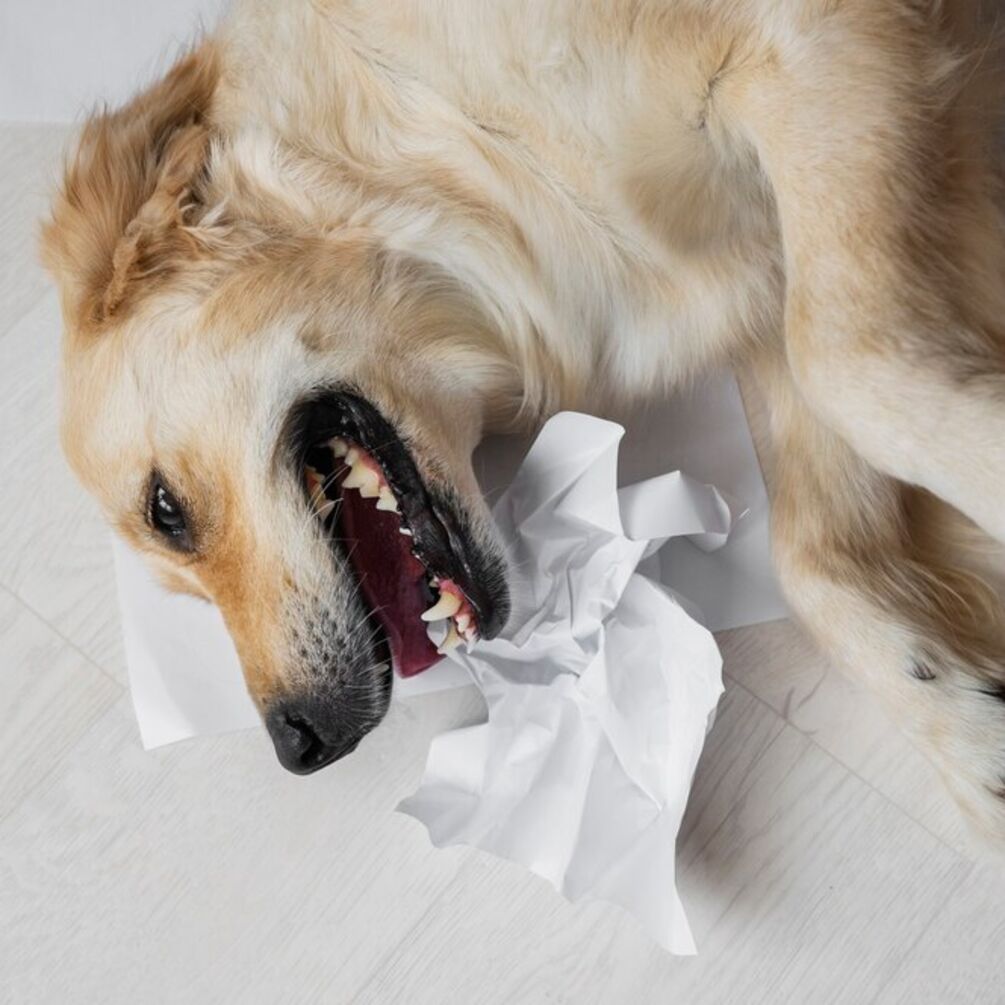 Fluffy vandals: top 10 dog breeds that love to chew everything