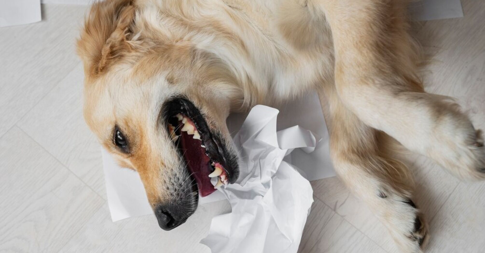 Пухнасті вандали: топ-10 порід собак, які люблять все гризти