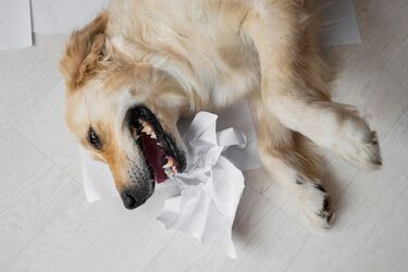 Fluffy vandals: top 10 dog breeds that love to chew everything