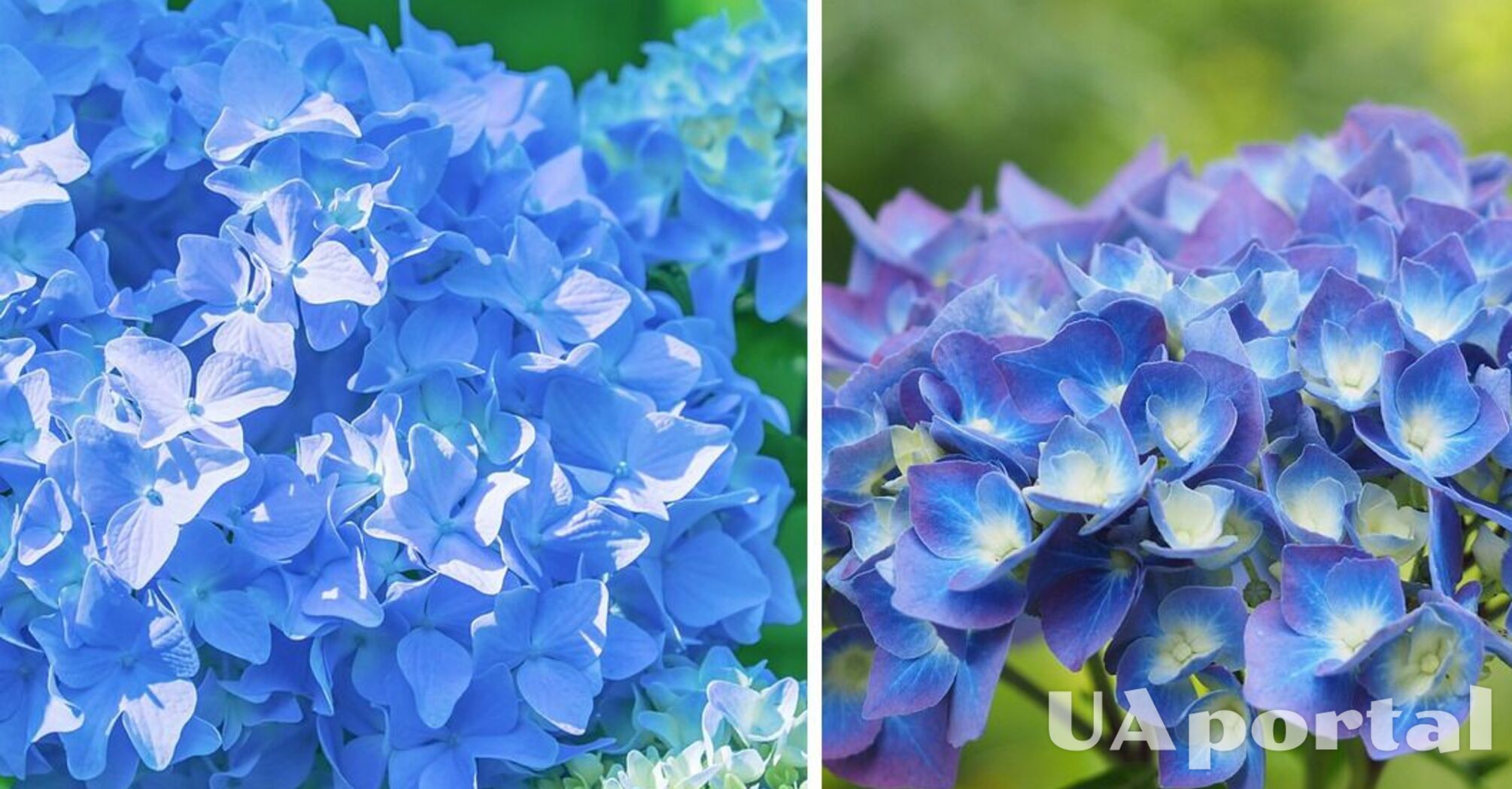 Садоводы объяснили, чем нужно подпитывать гортензию, чтобы получить красивые голубые цветы