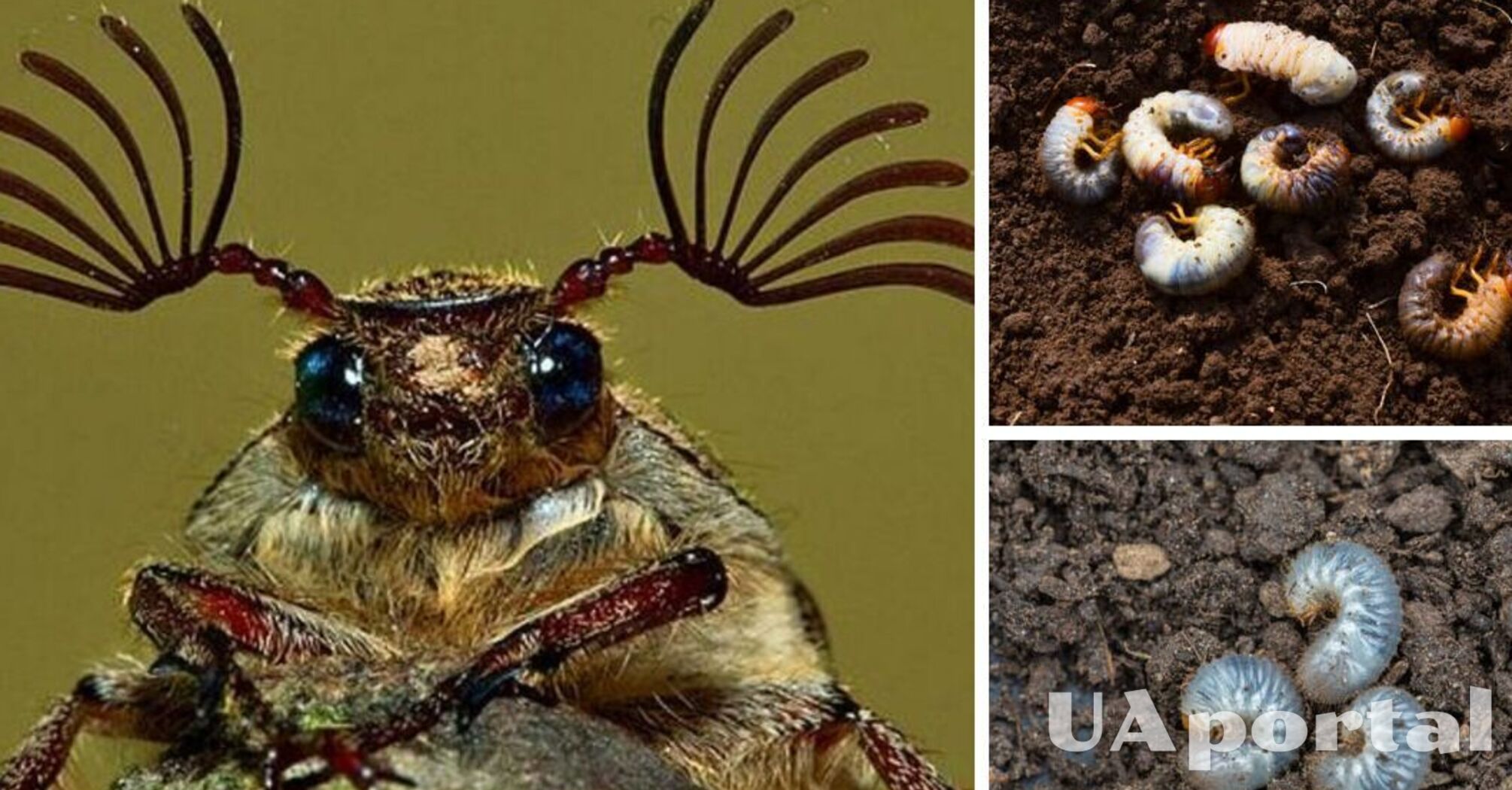 Не дайте вредителям сожрать ваш сад: лучшие домашние средства против личинок майских жуков