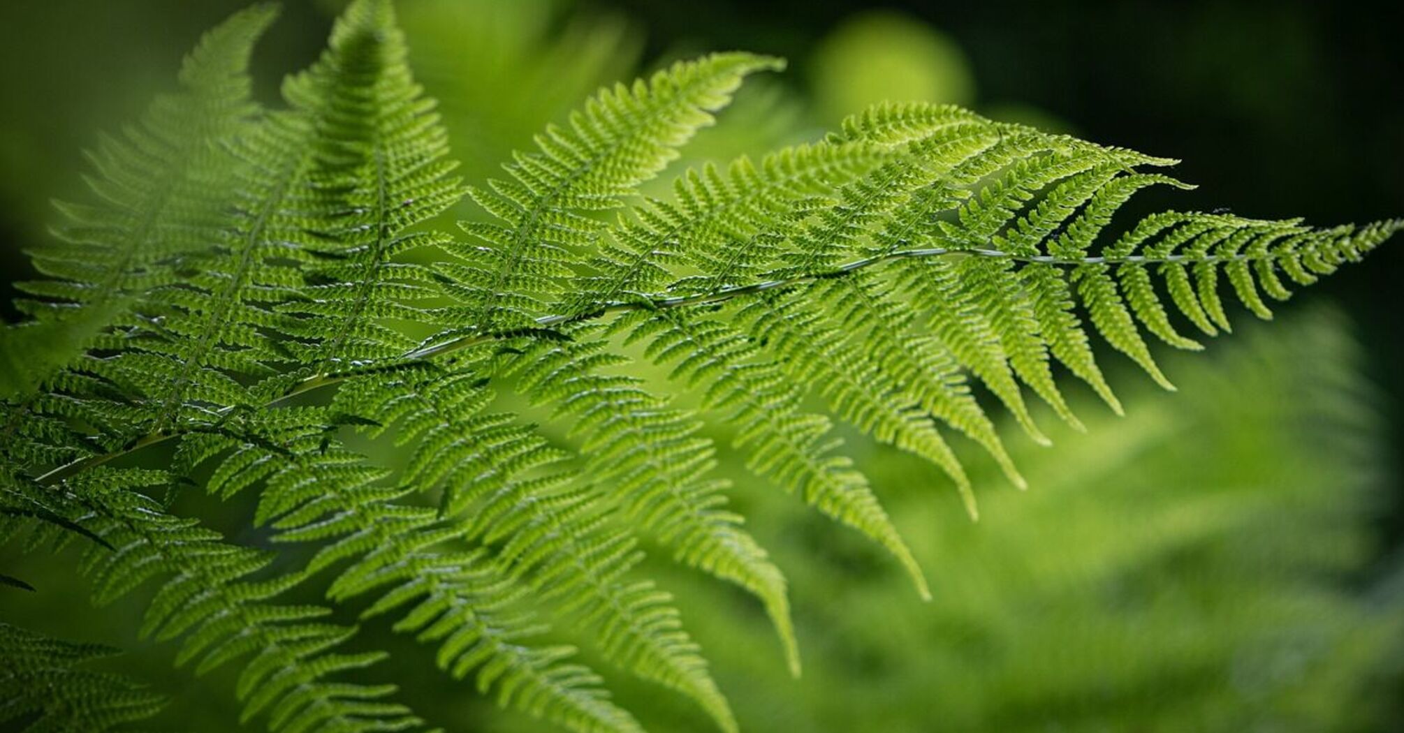 Чому не можна садити папороть поруч з будинком: експерти дали неочікувану відповідь