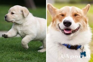Scientists have proved that dogs understand human speech