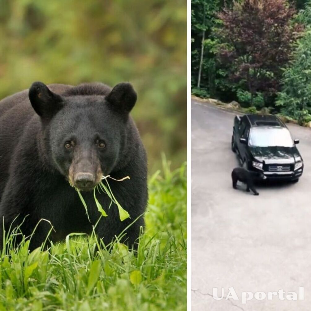 Жители США сняли на видео медведя, пытавшегося 'угнать' автомобиль