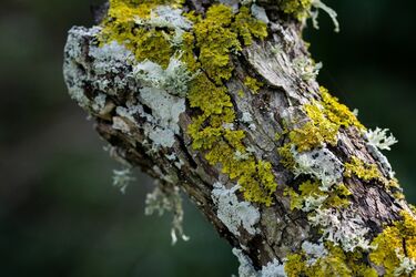 Зелені непрохані гості: способи виведення моху та лишайників з плодових дерев