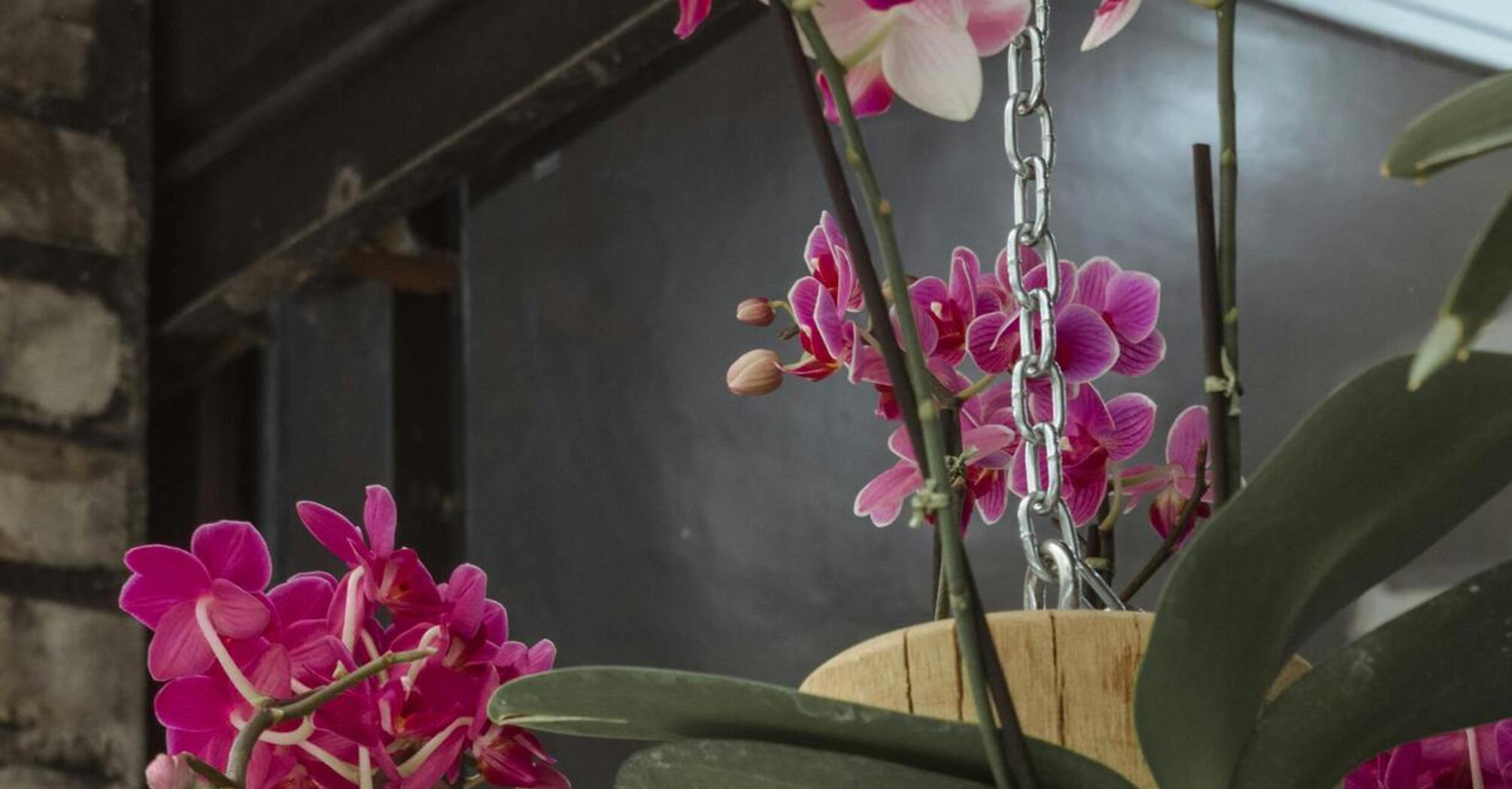 Створіть ідеальні умови для цвітіння орхідеї