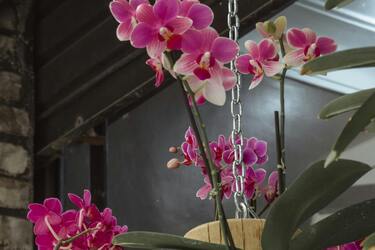 Create ideal conditions for orchid blooming