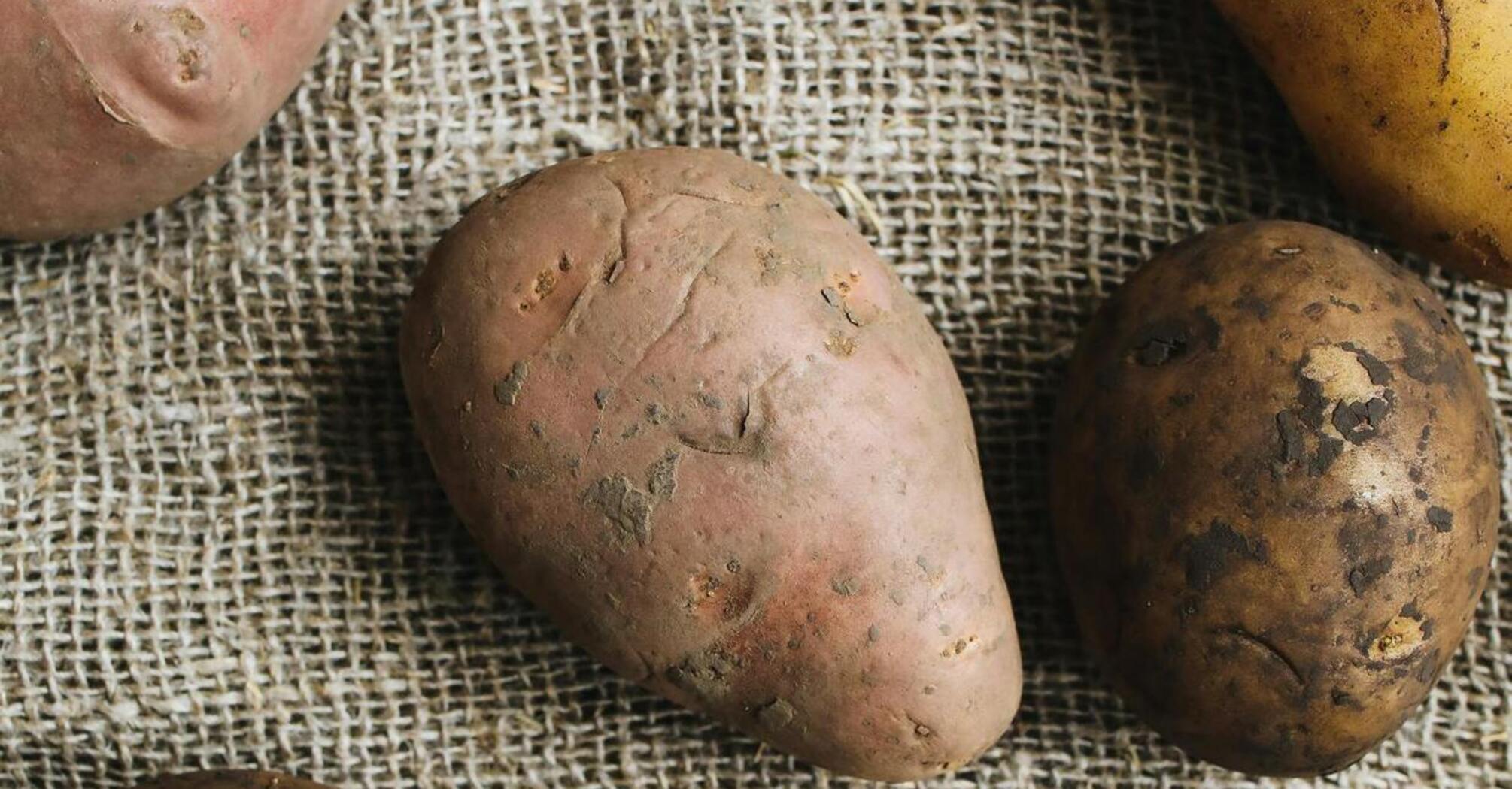 Батат чи звичайна картопля