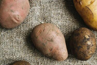 Батат чи звичайна картопля